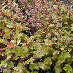 Heuchera `Marmalade´