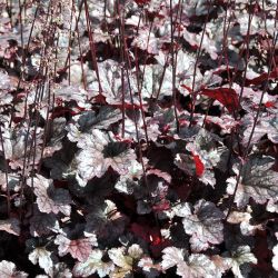 Heuchera `Plum Pudding´