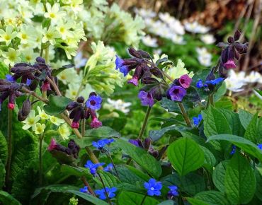 Fröhliche Gesellschaft: Schlüsselblumen (Primula elatior) Lungenkraut und Frühlings-Gedenkemein (Omphalodes verna) verbreiten gute Laune im Frühlingsgarten. Im Hintergrund blitzen die weißen Blüten der Busch-Windröschen (Anemone nemorosa) hervor.