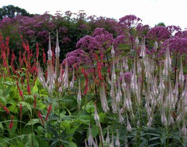 Seine nach und nach erblühenden Rispen verleihen dem Kandelaber-Ehrenpreis eine nahezu durchscheinende Anmutung. Dahinter schimmern die violetten Blütenschirme des Wasserdost (Eupatorium), links schiebt sich ein leuchtend purpurroter Kerzen-Knöterich (Pol