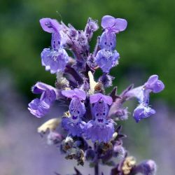 Nepeta `Walker's Low´