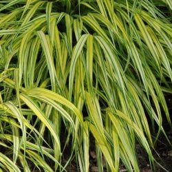 Hakonechloa `Aureola´