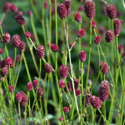 Sanguisorba officinalis `Tanna´