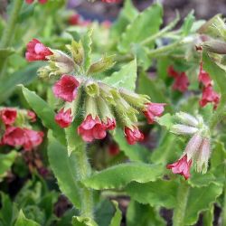  Pulmonaria rubra `Redstart´