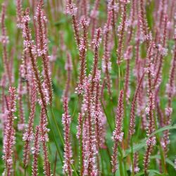 Bistorta amplexicaulis `Rosea´