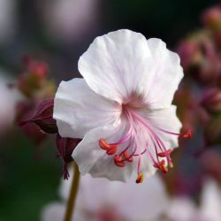 Geranium x cantabrigiense `Saint Ola´