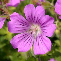 Geranium `Sirak´