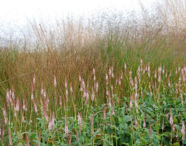 Kerzen-Wiesenknöterich eignet sich hervorragend für flächige Pflanzungen in Drifts.