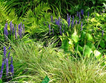 Die hell leuchtenden Blattspreiten von Carex oshimensis `J.S. Greenwell´ werden auch gern in Staudenmischungen verwendet- hier im Schattenglanz.