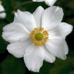 Anemone `Honorine Jobert´