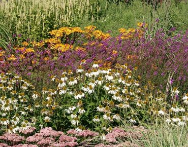 Wie unzählige Federbälle poppen die hochaufgewölbten Blütenböden des Scheinsonnenhuts dem Betrachter entgegen.