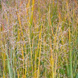 Panicum virgatum `Heavy Metal´