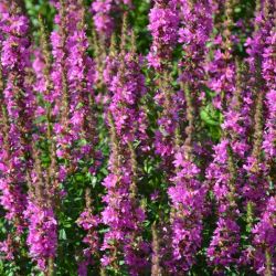 Lythrum 'Flothrum Robin‘ (S) ROBIN