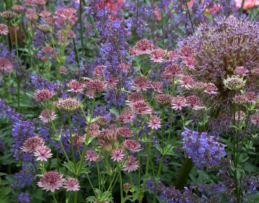 Altrosafarbene Sterndolden (Astrantia) und blauviolette Katzenminze treffen sich zum Tête-à-tête – wohlwollend beäugt von einer schon etwas betagten Zierlauchkugel.