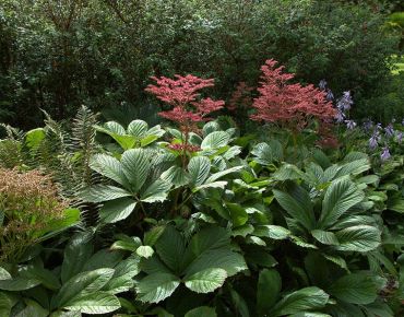 Strukturwunder: Die klare Form und die derbe Struktur des Laubs machen Schaublätter zu einzigartigen Hinguckern. Die spektakulären Blütenstände bleiben auch im Vertrocknen noch lange attraktiv.