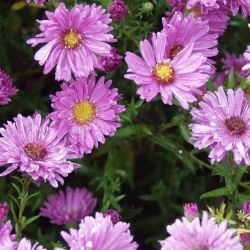 Aster novi-belgii `Rosa Perle´