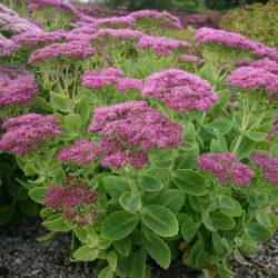  Sedum spectabile `Brilliant´