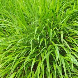 Hakonechloa`Macra´