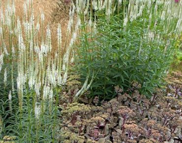 Dank seines dekorativen Laubs kann der weißblühende Kandelaber-Ehrenpreis problemlos bis in den Vordergrund der Rabatte wandern – ein ausgezeichneter Vermittler zwischen Staudenriesen wie dem Wasserdost (Eupatorium) und niedrigeren Stauden wie der Fetthen