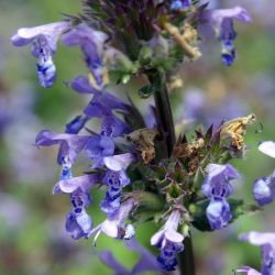 Nepeta grandiflora `Zinser's Giant´