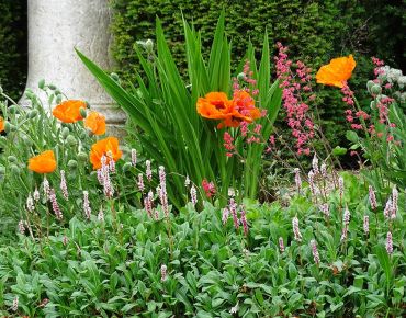 Das Spiel mit den Kontrasten macht den Kerzen-Wiesenknöterich von der Begleitstaude zum ebenbürtigen Partner von Mohn und Purpurglöckchen (Heuchera).