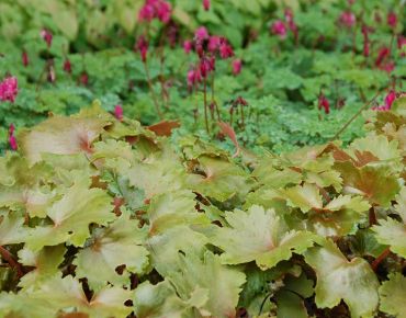 Das Heuchera-Sortiment hält viele ungewöhnliche Farbnuancen bereit, die zum Experimentieren einladen. So entstehen spannende Kombinationen wie hier mit dem Kleinen Tränenden Herz (Dicentra formosa).