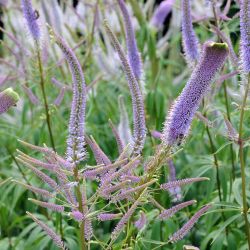 Veronicastrum `Fascination´