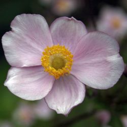 Anemone `Robustissima´