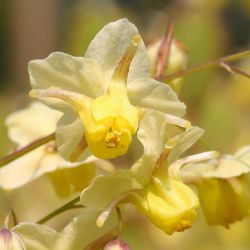 Epimedium versicolor x `Sulphureum´