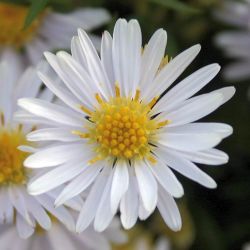 Aster dumosus `Apollo´