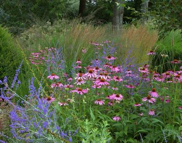 Blaurauten (Perovskia) umtänzeln den rosaroten Scheinsonnenhut – fast als wollten sie ihn von den ebenfalls interessierten Gräsern fernhalten.