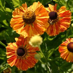 Helenium `Flamenco´