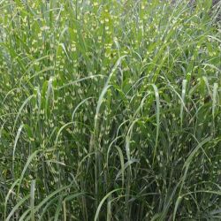 Miscanthus sinensis `Zebrinus´