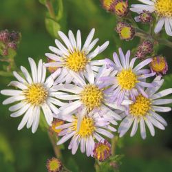 Aster ageratoides `Asran´