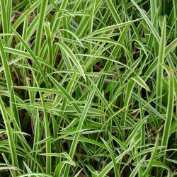 Carex foliosissima `Vanice´ VANILLA ICE