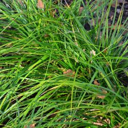 Carex morrowii `Hazy Green´