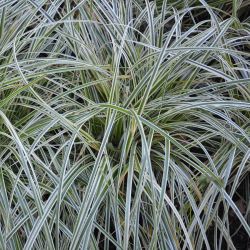 Carex `ET-CRX01´ FEATHER FALLS 