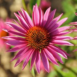 Echinacea purpurea `Pica Bella´