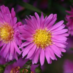 Aster novi-belgii `Karminkuppel´