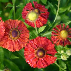 Helenium `Kupferziegel´