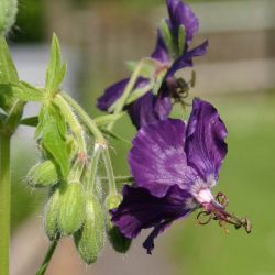 Geranium phaeum `Lily Lovell´