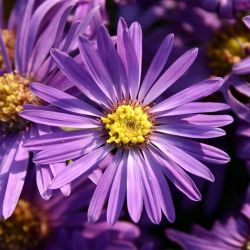 Aster amellus `Veilchenkönigin´