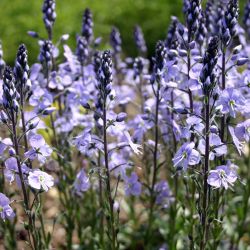 Veronica gentianoides `Maihimmel´