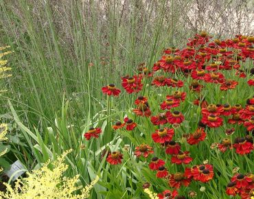 Paar der Extreme: Glühend rote Sonnenbraut und schwefelgelbe Goldrute (Solidago) ziehen alle Aufmerksamkeit auf sich. Als Weichzeichner eignen sich filigrane Gräser.