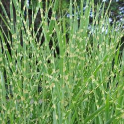 Miscanthus sinensis `Strictus´