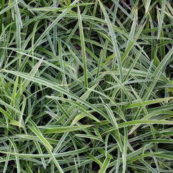 Carex foliosissima `Ice Dance´