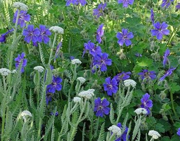 Anpassungsfähig: Ob edel im silbrig-weißen Knospenstadium oder voll erblüht in fröhlichem Goldgelb – im blauvioletten Storchschnabel hat die Schafgarbe 'Coronation Gold' einen treuen Begleiter gefunden.