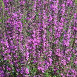 Lythrum salicaria 'Lady Sackville'