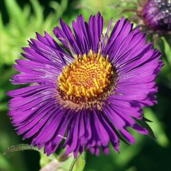 Aster novae-angliae `Violetta´