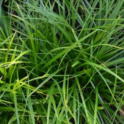 Carex morrowii `Mosten´